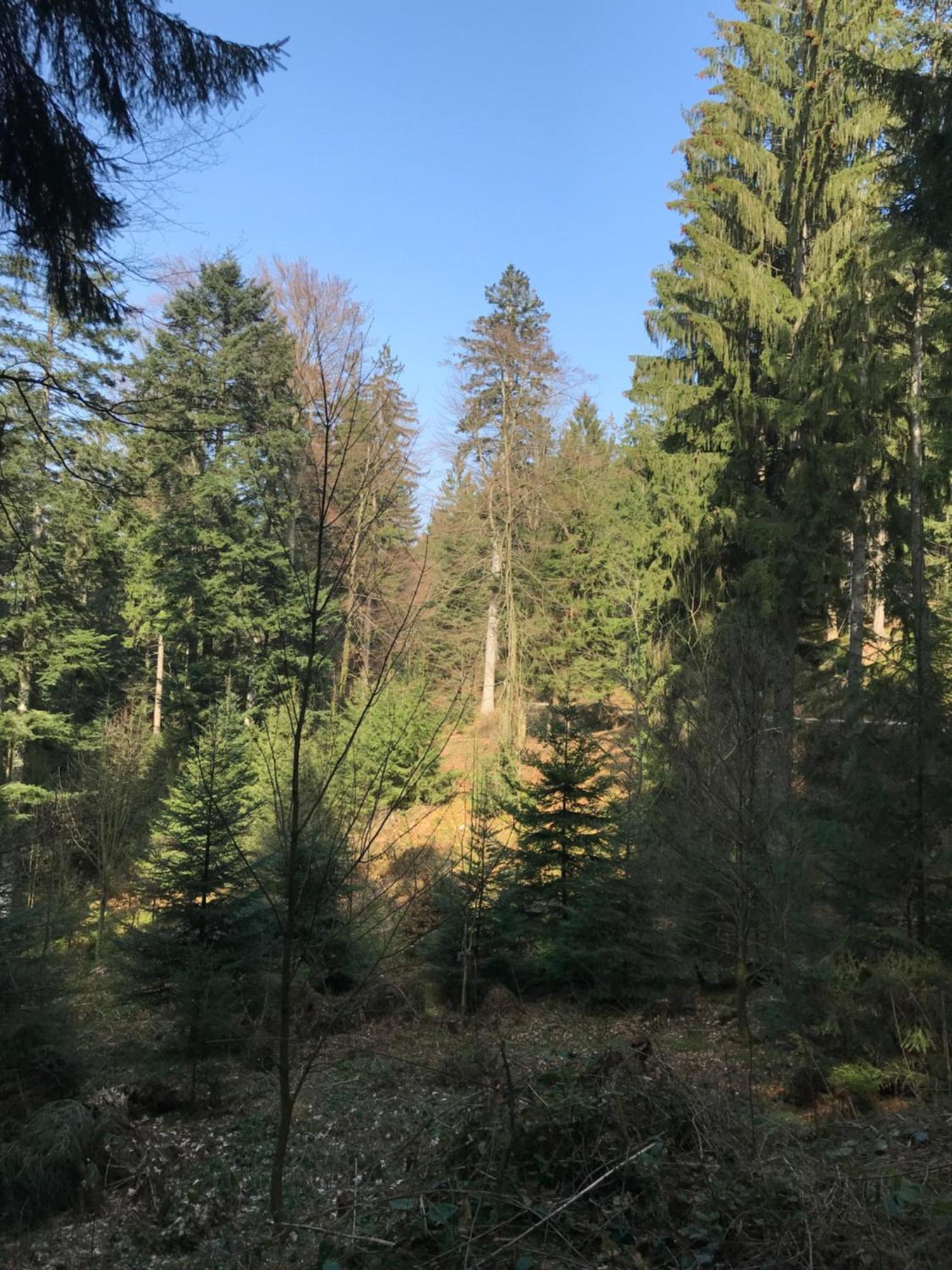 Ferienwohnung Hesselbach Oberkirch  Bagian luar foto